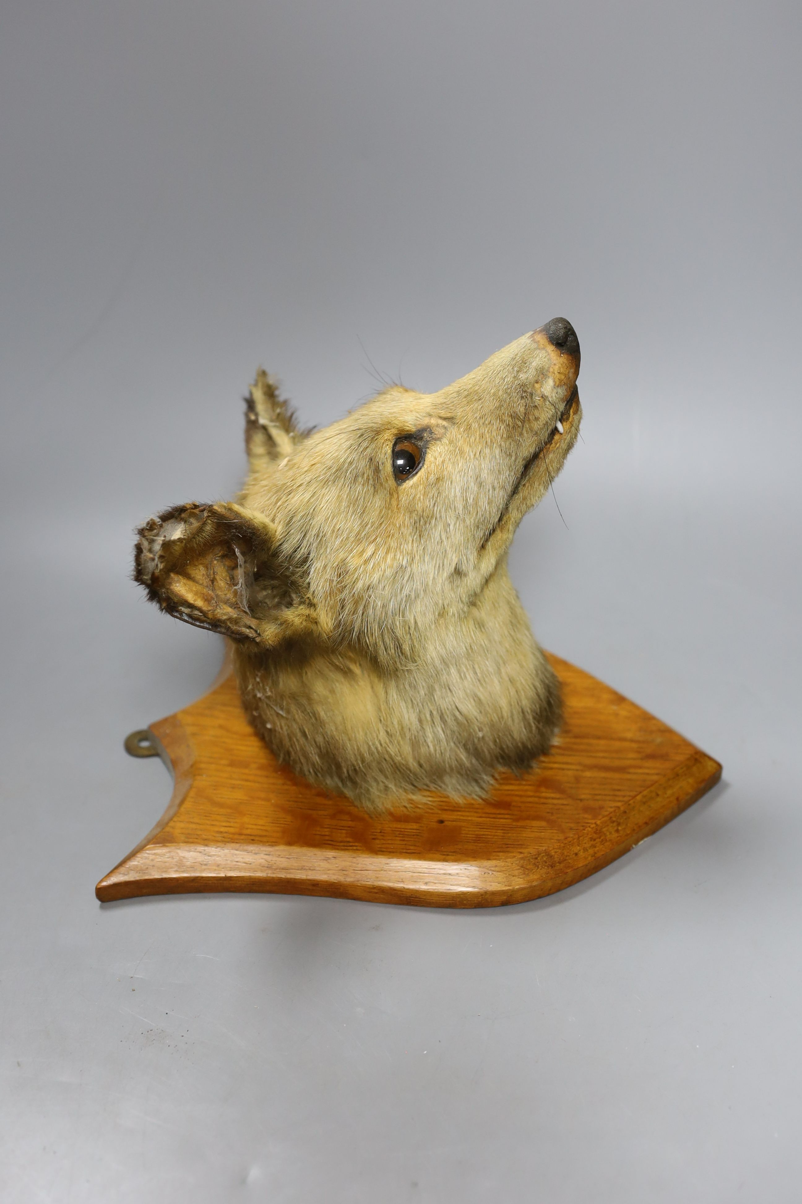 A taxidermic fox head, mounted on a wooden wall plaque